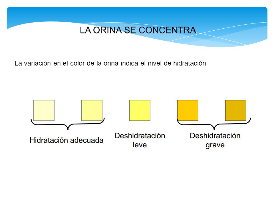 LA ORINA SE CONCENTRA La variación en el color de la orina indica el nivel de hidratación