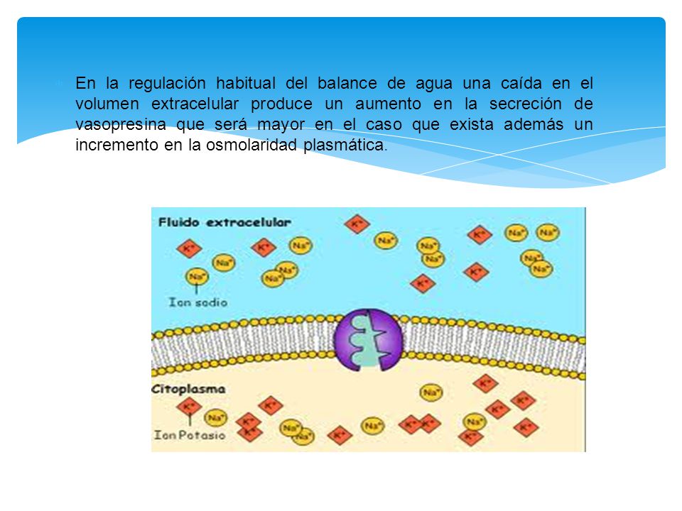 En la regulación habitual del balance de agua una caída en el volumen extracelular produce un aumento en la secreción de vasopresina que será mayor en el caso que exista además un incremento en la osmolaridad plasmática.