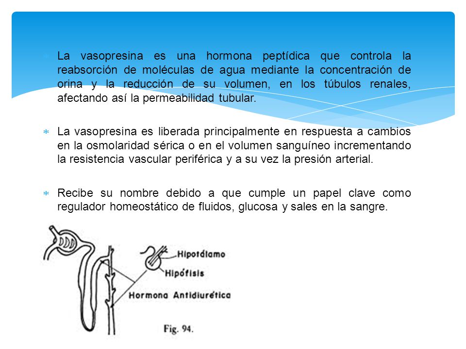 La vasopresina es una hormona peptídica que controla la reabsorción de moléculas de agua mediante la concentración de orina y la reducción de su volumen, en los túbulos renales, afectando así la permeabilidad tubular.