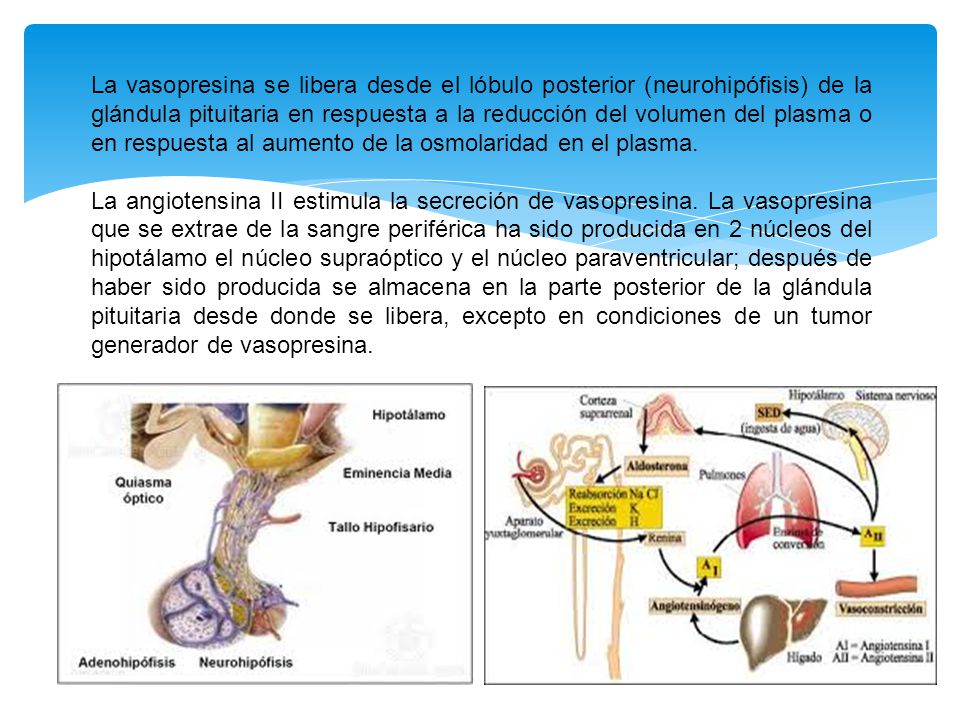 La vasopresina se libera desde el lóbulo posterior (neurohipófisis) de la glándula pituitaria en respuesta a la reducción del volumen del plasma o en respuesta al aumento de la osmolaridad en el plasma.