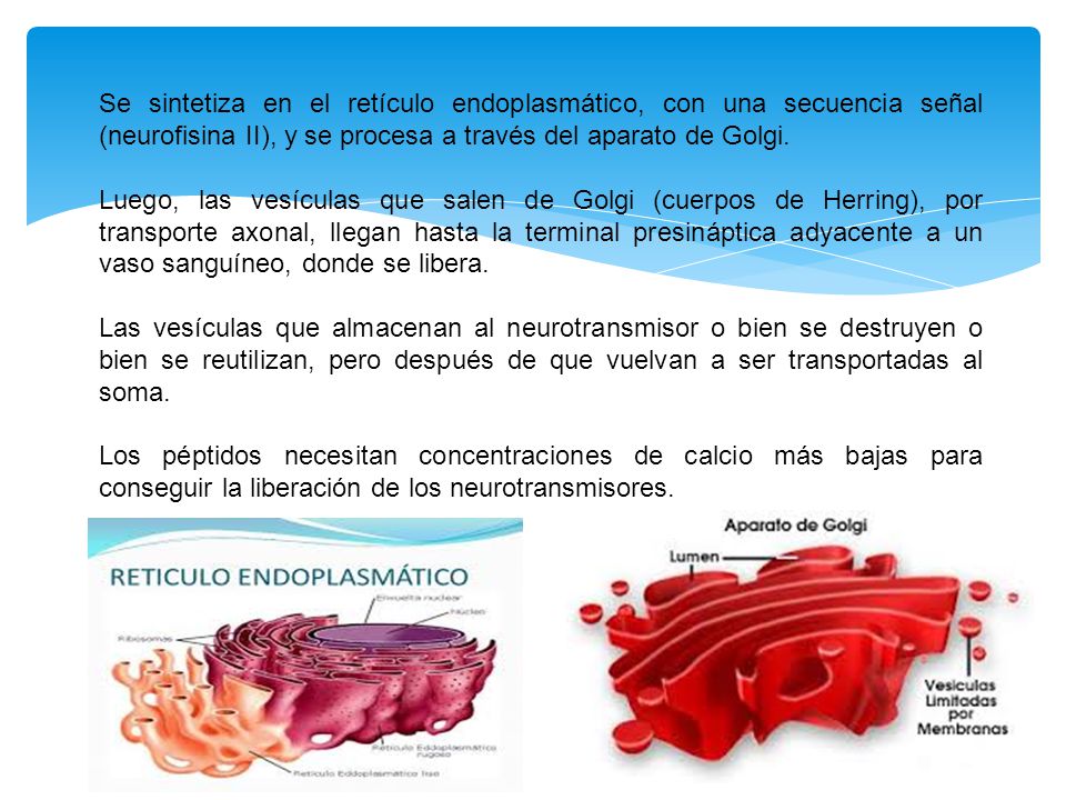 Se sintetiza en el retículo endoplasmático, con una secuencia señal (neurofisina II), y se procesa a través del aparato de Golgi.