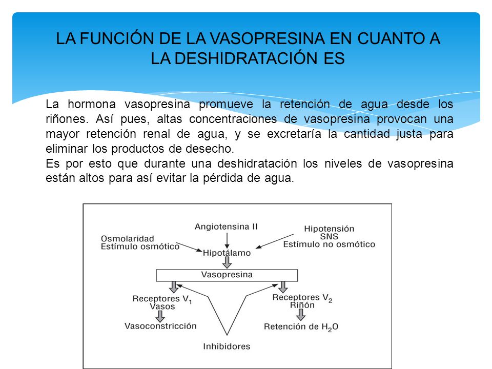 LA FUNCIÓN DE LA VASOPRESINA EN CUANTO A LA DESHIDRATACIÓN ES
