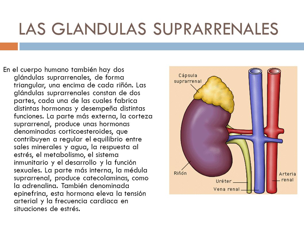 LAS GLANDULAS SUPRARRENALES