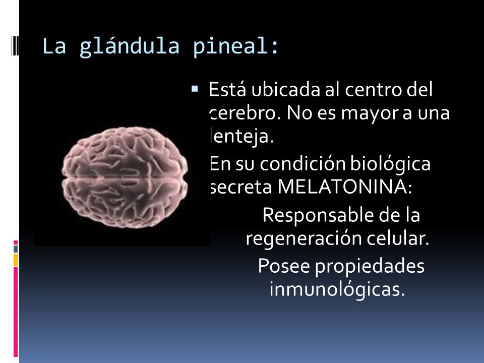 La glándula pineal: Está ubicada al centro del cerebro. No es mayor a una lenteja. En su condición biológica secreta MELATONINA: