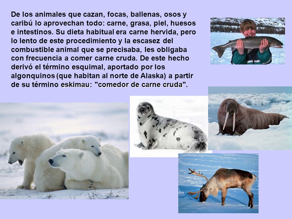 De los animales que cazan, focas, ballenas, osos y caribú lo aprovechan todo: carne, grasa, piel, huesos e intestinos.