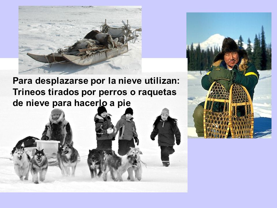 Para desplazarse por la nieve utilizan: Trineos tirados por perros o raquetas de nieve para hacerlo a pie