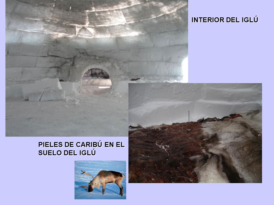 INTERIOR DEL IGLÚ PIELES DE CARIBÚ EN EL SUELO DEL IGLÚ