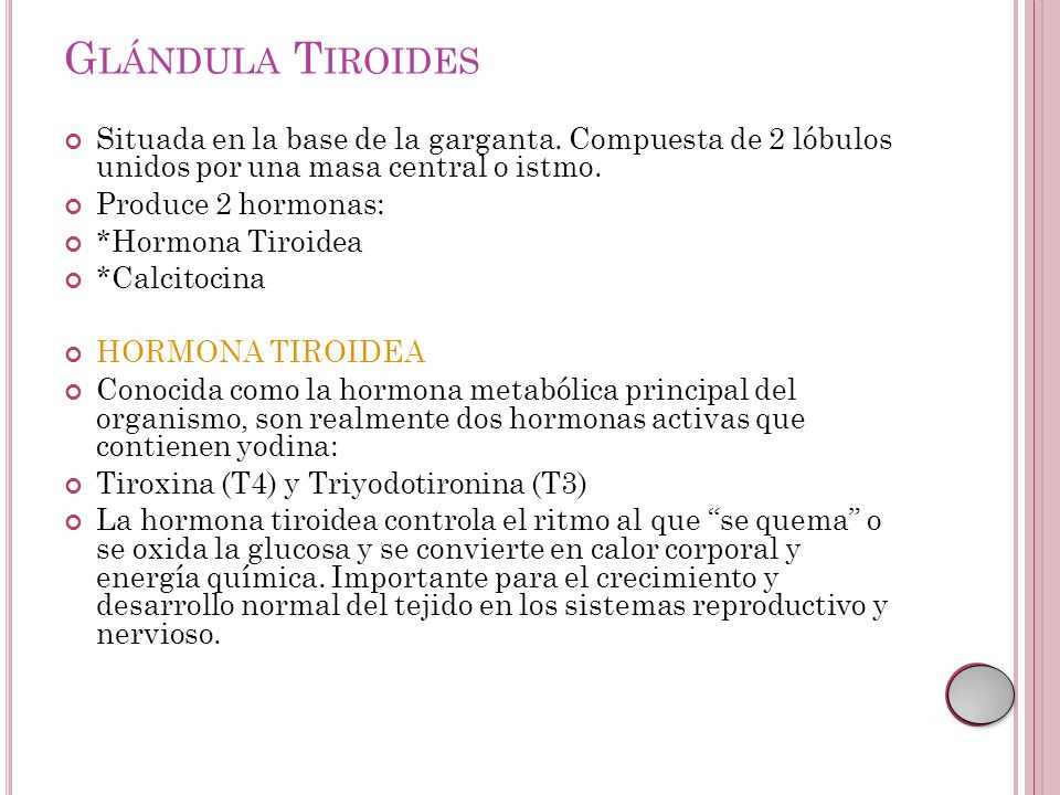 Glándula Tiroides Situada en la base de la garganta. Compuesta de 2 lóbulos unidos por una masa central o istmo.