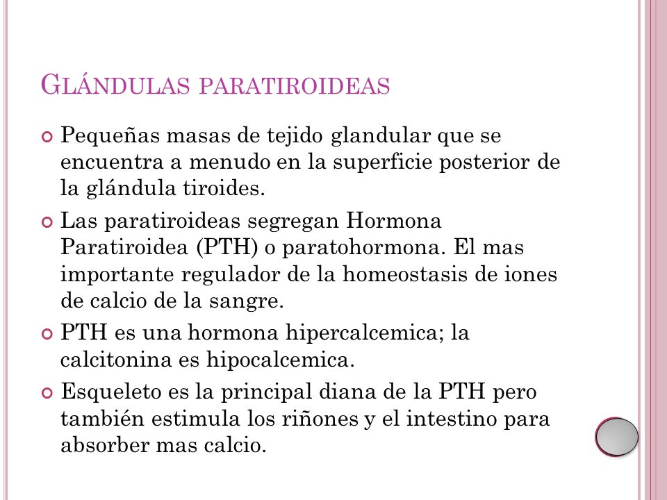 Glándulas paratiroideas