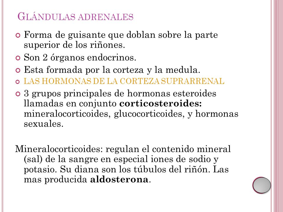 Glándulas adrenales Forma de guisante que doblan sobre la parte superior de los riñones. Son 2 órganos endocrinos.