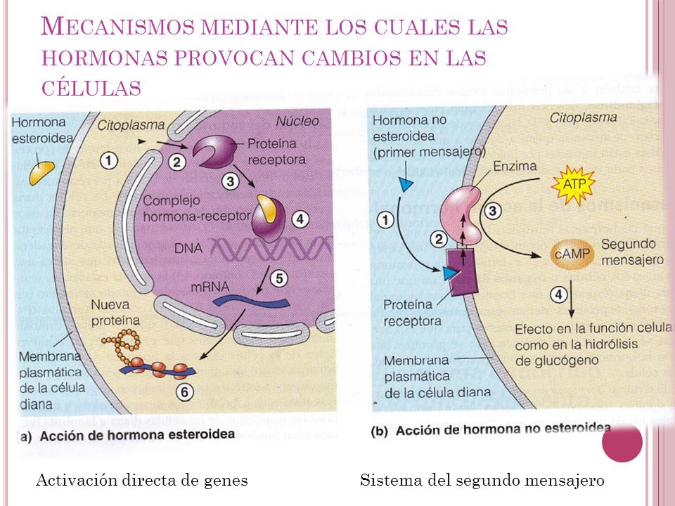 Mecanismos mediante los cuales las hormonas provocan cambios en las células