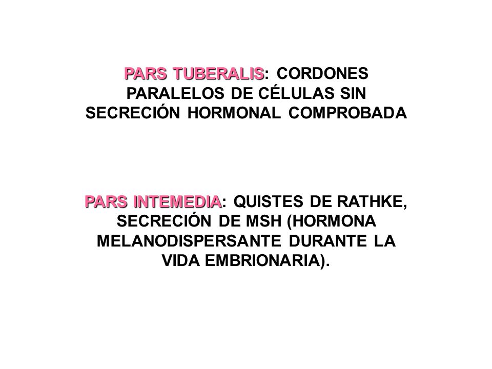 PARS TUBERALIS: CORDONES PARALELOS DE CÉLULAS SIN SECRECIÓN HORMONAL COMPROBADA