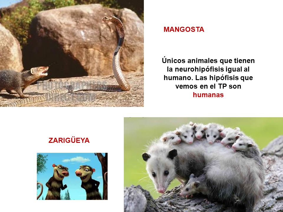 MANGOSTA Únicos animales que tienen la neurohipófisis igual al humano. Las hipófisis que vemos en el TP son humanas.