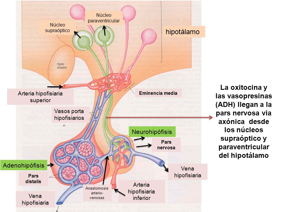 Núcleo supraóptico Núcleo paraventricular. hipotálamo. Arteria hipofisiaria superior. Arteria hipofisiaria inferior.