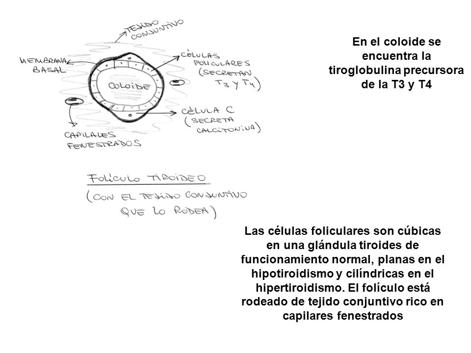 En el coloide se encuentra la tiroglobulina precursora de la T3 y T4