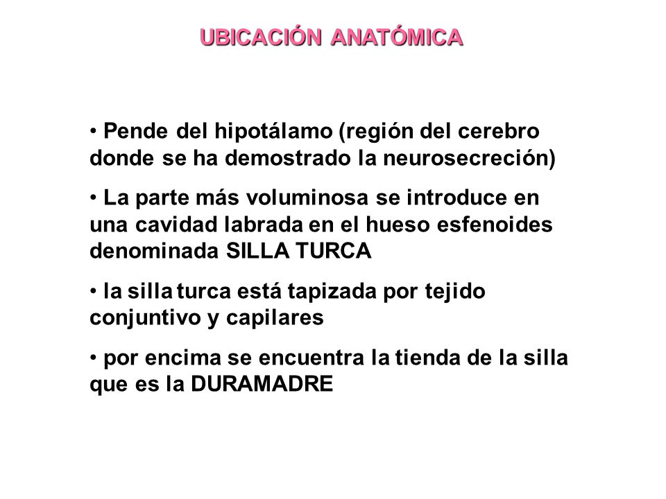 UBICACIÓN ANATÓMICA Pende del hipotálamo (región del cerebro donde se ha demostrado la neurosecreción)