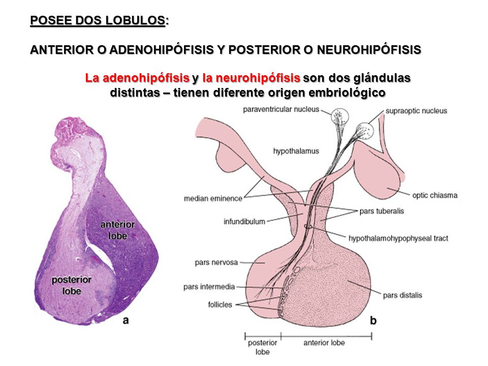 POSEE DOS LOBULOS: ANTERIOR O ADENOHIPÓFISIS Y POSTERIOR O NEUROHIPÓFISIS.