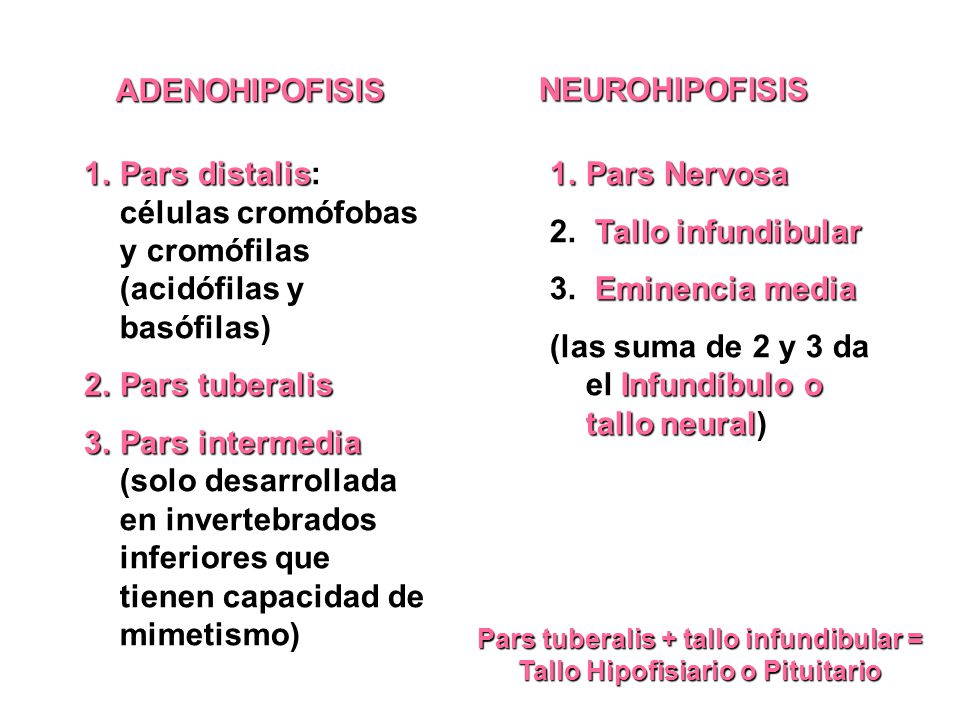 Pars tuberalis + tallo infundibular = Tallo Hipofisiario o Pituitario