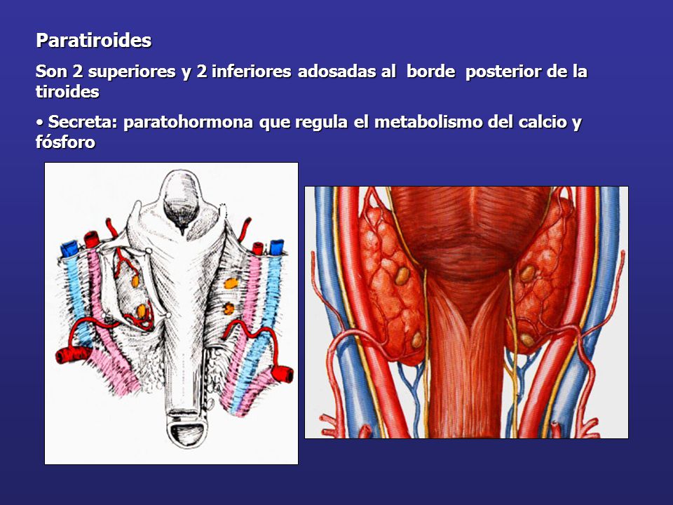 Paratiroides Son 2 superiores y 2 inferiores adosadas al borde posterior de la tiroides.