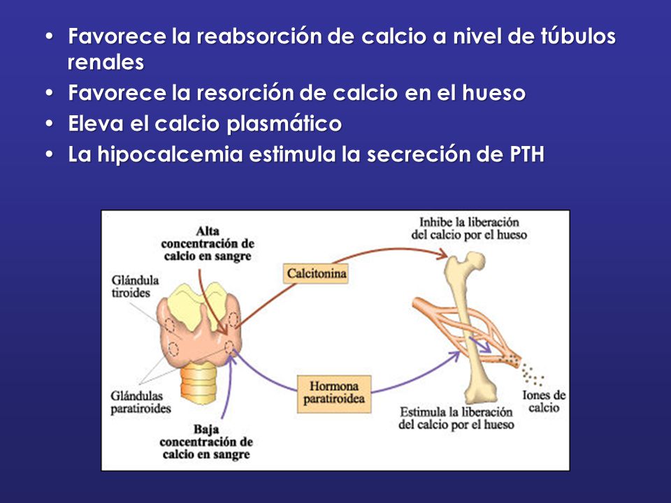Favorece la reabsorción de calcio a nivel de túbulos renales