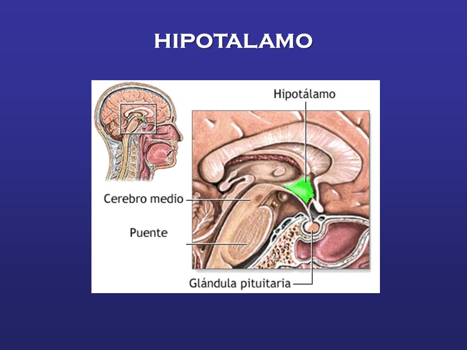 HIPOTALAMO