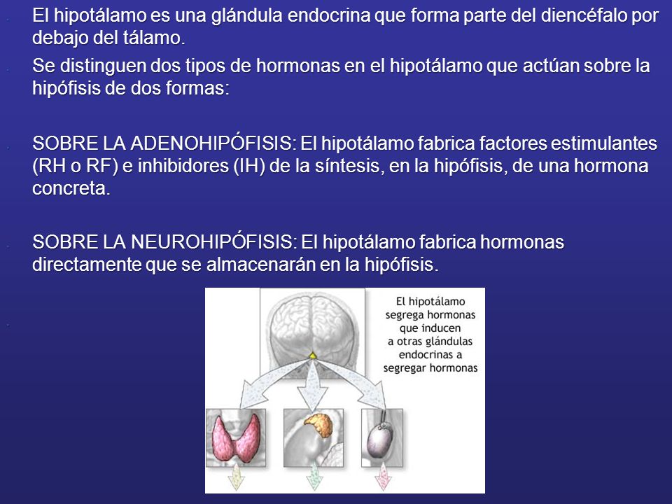 El hipotálamo es una glándula endocrina que forma parte del diencéfalo por debajo del tálamo.