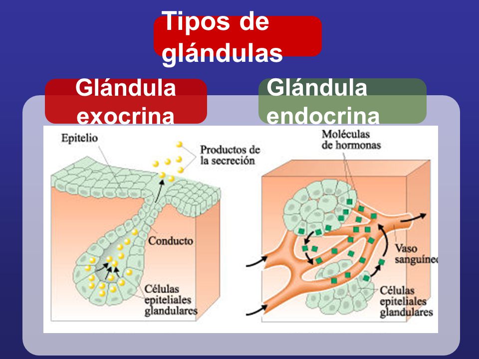 Tipos de glándulas Glándula exocrina Glándula endocrina