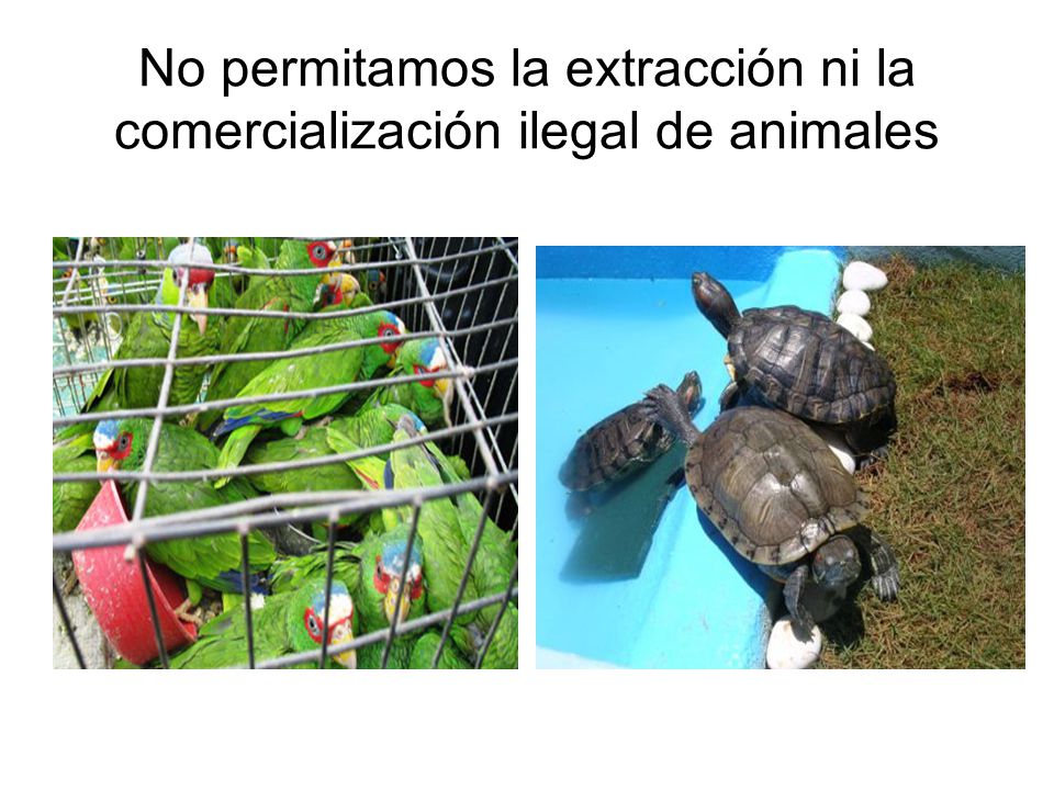 No permitamos la extracción ni la comercialización ilegal de animales