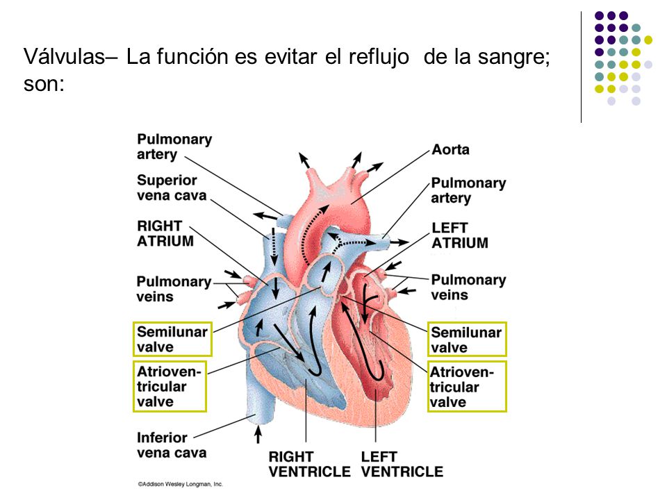 Válvulas– La función es evitar el reflujo de la sangre; son: