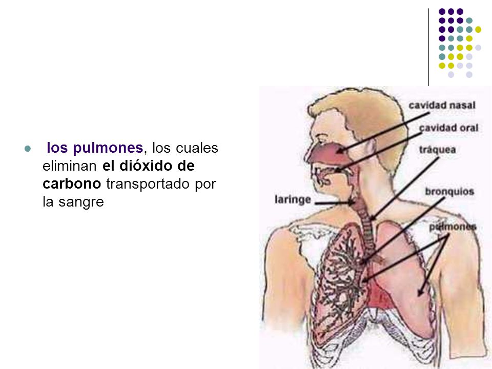 los pulmones, los cuales eliminan el dióxido de carbono transportado por la sangre
