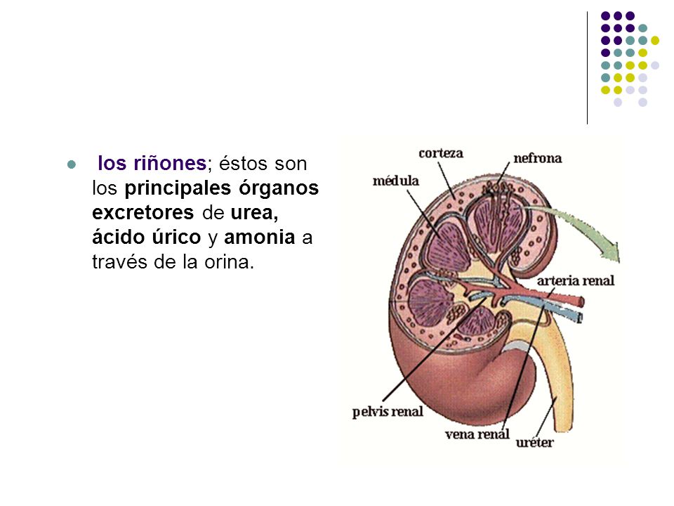 los riñones; éstos son los principales órganos excretores de urea, ácido úrico y amonia a través de la orina.