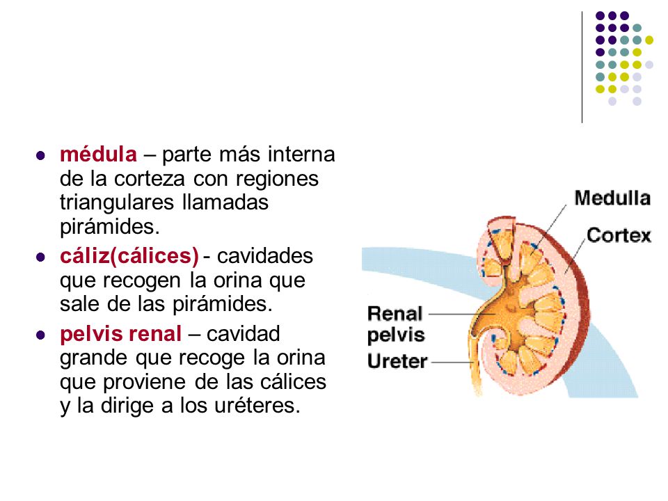 médula – parte más interna de la corteza con regiones triangulares llamadas pirámides.