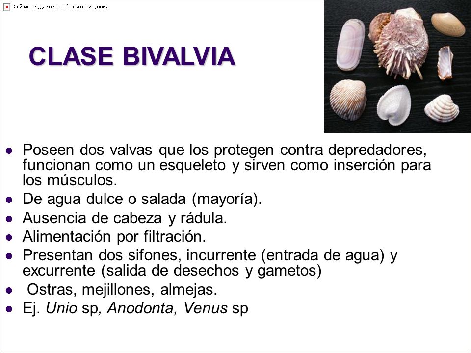 CLASE BIVALVIA Poseen dos valvas que los protegen contra depredadores, funcionan como un esqueleto y sirven como inserción para los músculos.