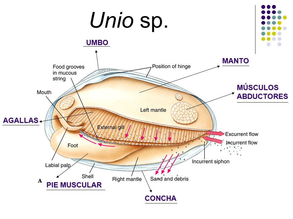Unio sp. UMBO MANTO MÚSCULOS ABDUCTORES AGALLAS PIE MUSCULAR CONCHA