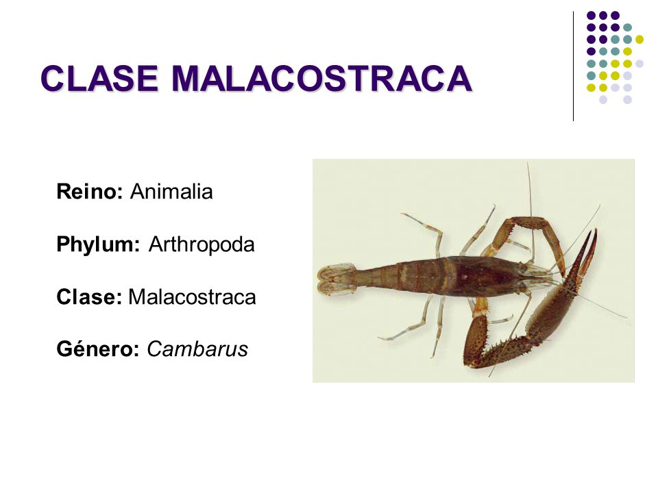 CLASE MALACOSTRACA Reino: Animalia Phylum: Arthropoda Clase: Malacostraca Género: Cambarus