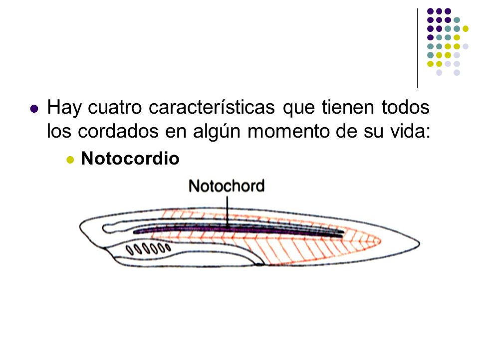 Hay cuatro características que tienen todos los cordados en algún momento de su vida: