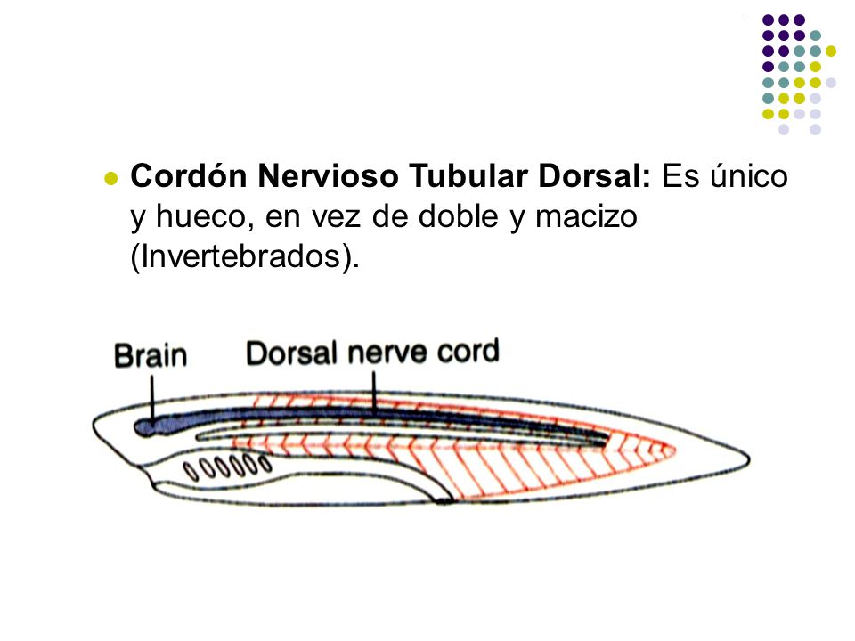 Cordón Nervioso Tubular Dorsal: Es único y hueco, en vez de doble y macizo (Invertebrados).