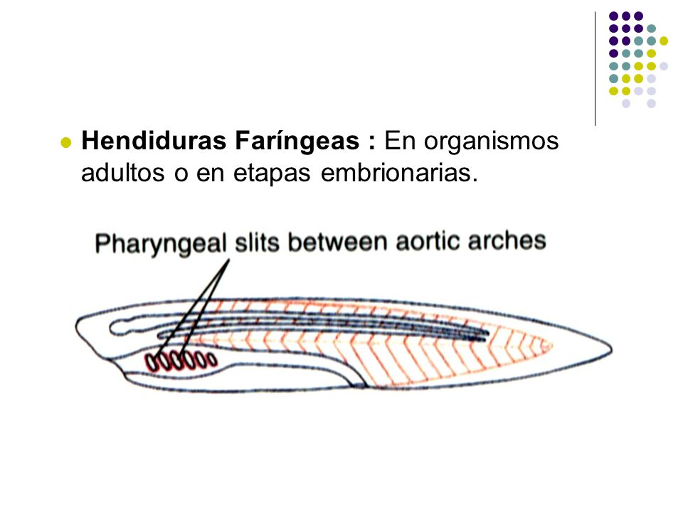 Hendiduras Faríngeas : En organismos adultos o en etapas embrionarias.