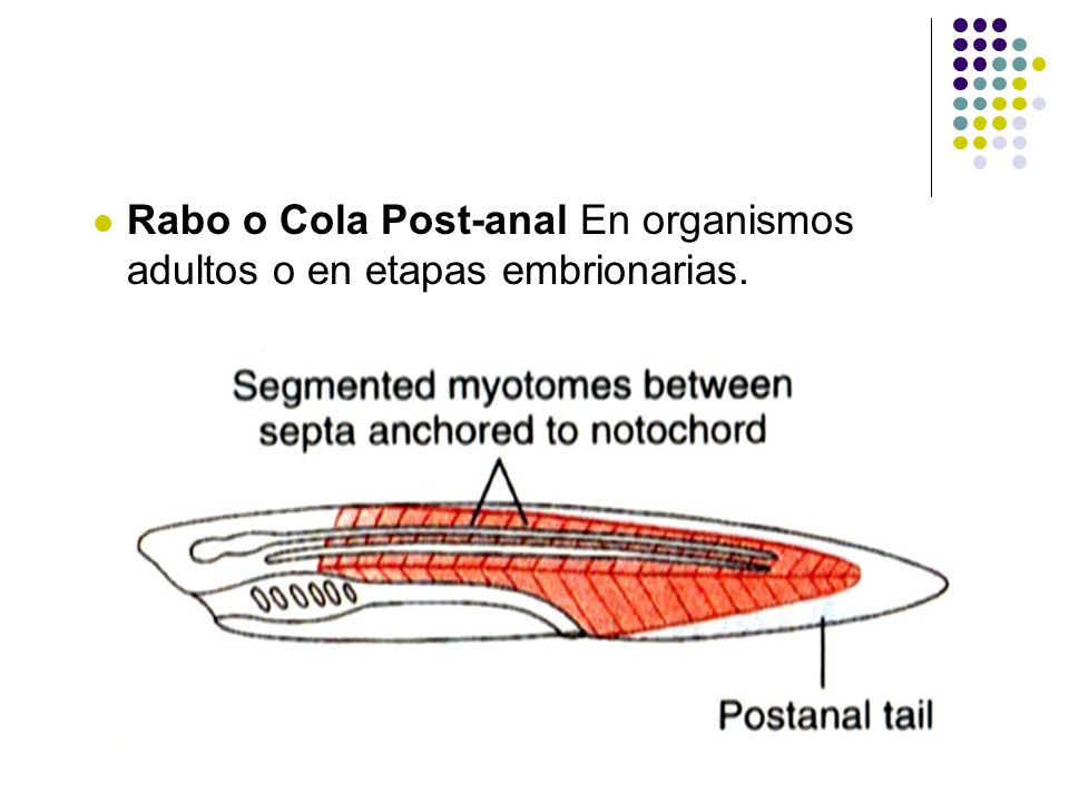 Rabo o Cola Post-anal En organismos adultos o en etapas embrionarias.