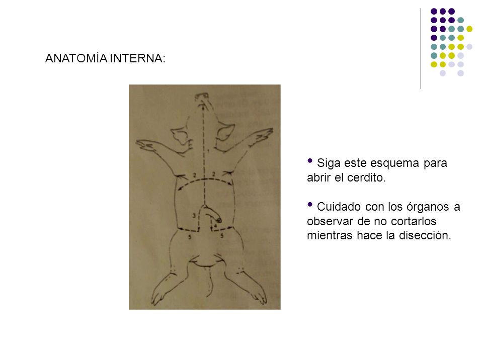 ANATOMÍA INTERNA: Siga este esquema para. abrir el cerdito. Cuidado con los órganos a. observar de no cortarlos.