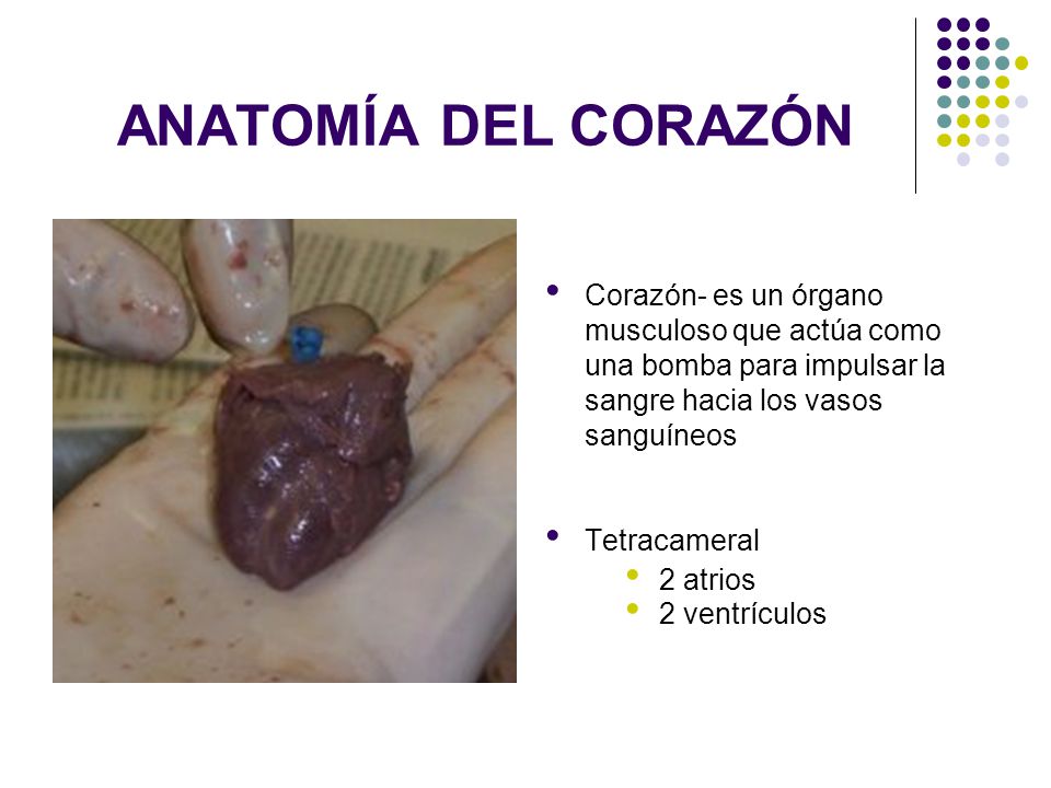 ANATOMÍA DEL CORAZÓN Corazón- es un órgano musculoso que actúa como una bomba para impulsar la sangre hacia los vasos sanguíneos.