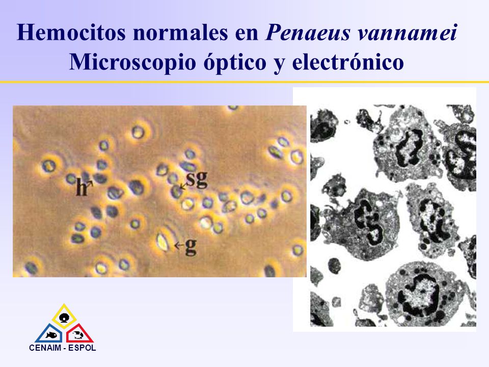 Hemocitos normales en Penaeus vannamei Microscopio óptico y electrónico