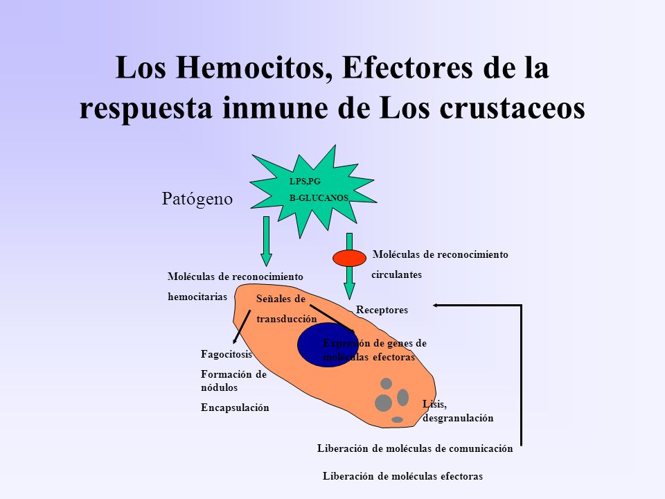 Los Hemocitos, Efectores de la respuesta inmune de Los crustaceos