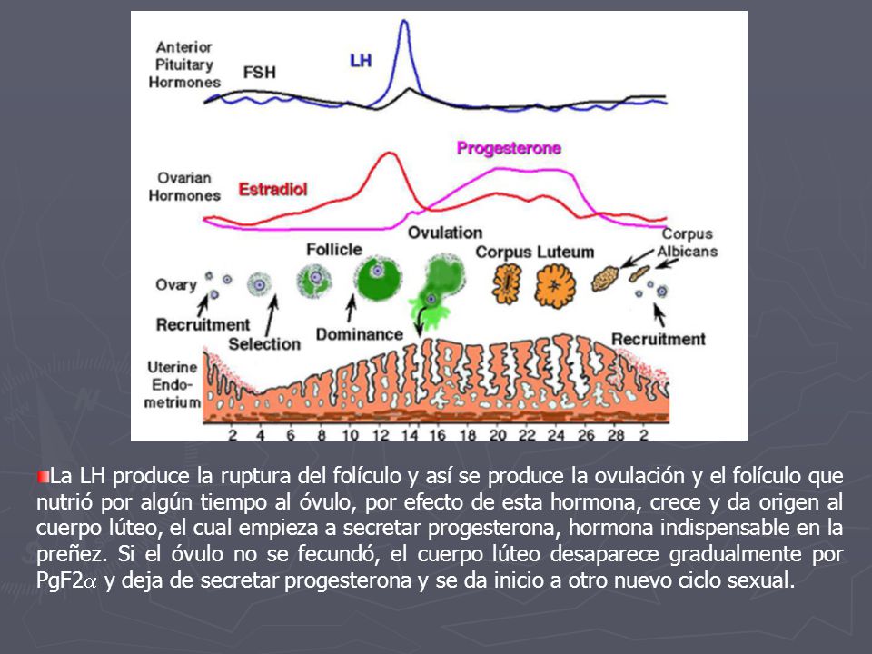 La LH produce la ruptura del folículo y así se produce la ovulación y el folículo que nutrió por algún tiempo al óvulo, por efecto de esta hormona, crece y da origen al cuerpo lúteo, el cual empieza a secretar progesterona, hormona indispensable en la preñez.