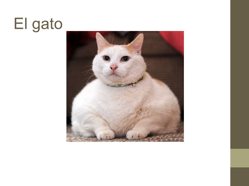 El gato