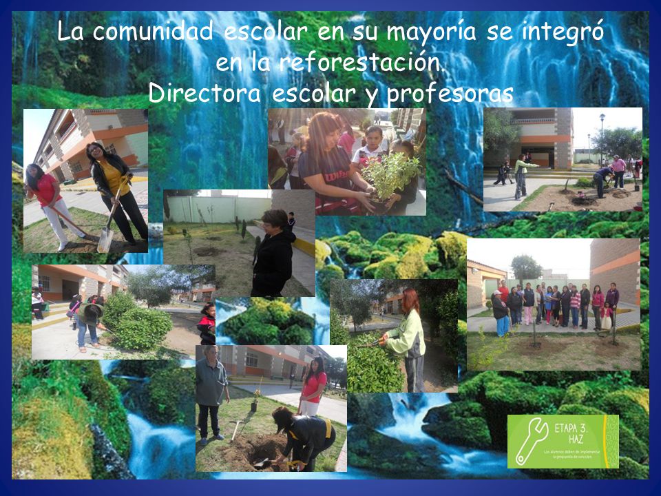 La comunidad escolar en su mayoría se integró en la reforestación
