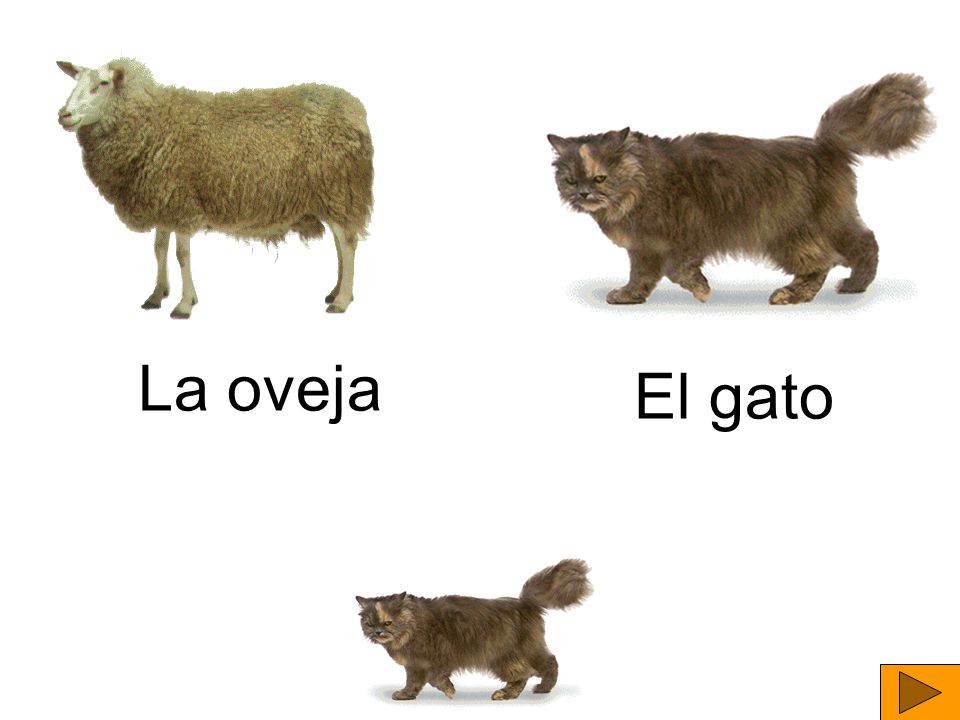 La oveja El gato
