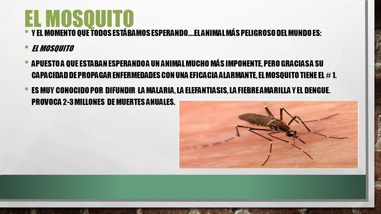 El mosquito Y el momento que todos estábamos esperando….El animal más peligroso del mundo es: El Mosquito.