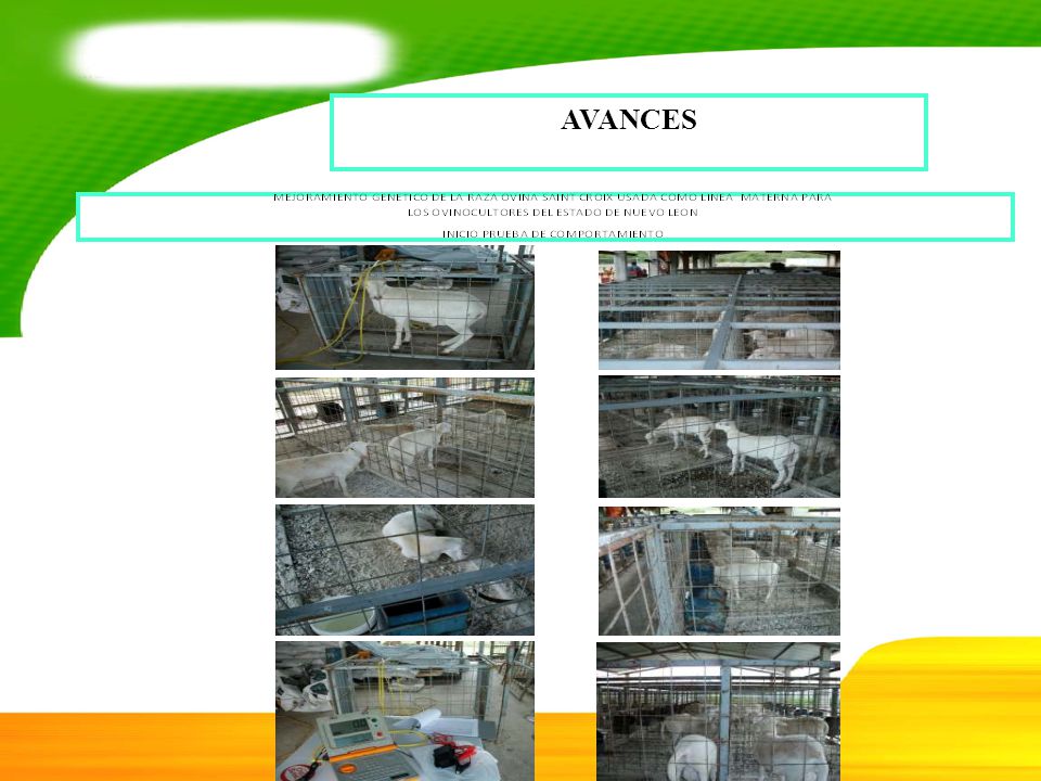 AVANCES 17