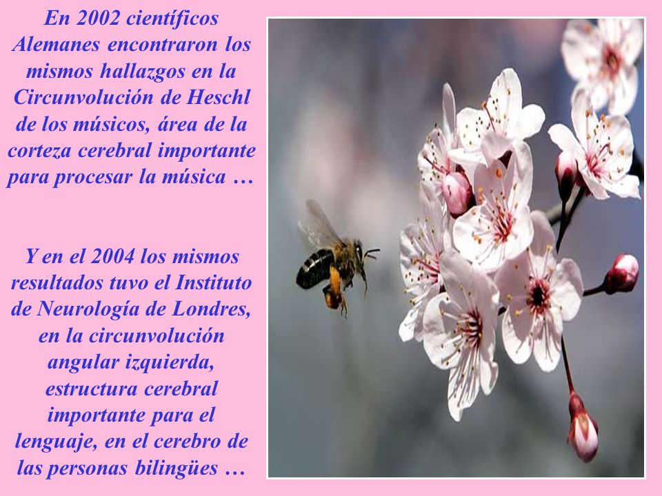 En 2002 científicos Alemanes encontraron los mismos hallazgos en la Circunvolución de Heschl de los músicos, área de la corteza cerebral importante para procesar la música …